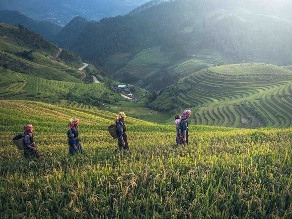 مقالات مزارع ريفيرا  2